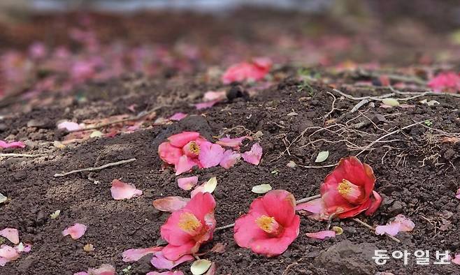 꽃송이가 얼굴째 뚝뚝 떨어지는 토종동백(위)과 꽃잎이 나비처럼 날리며 떨어지는 애기동백. 서귀포=김선미 기자