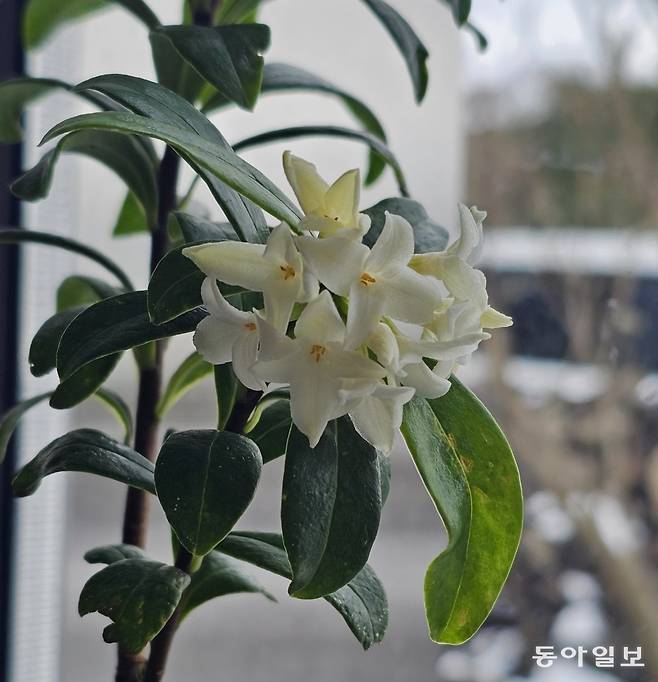 은은한 향을 잊을 수 없는 제주백서향. 서귀포=김선미 기자