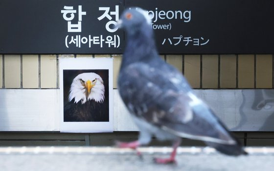 지난달 30일 서울 마포구 합정역 출입구에 맹금류 사진이 부착되어 있다. 연합뉴스