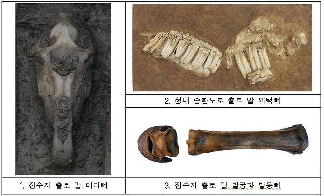 몽촌토성 출토 동물뼈 [한성백제박물관 제공. 재판매 및 DB 금지]