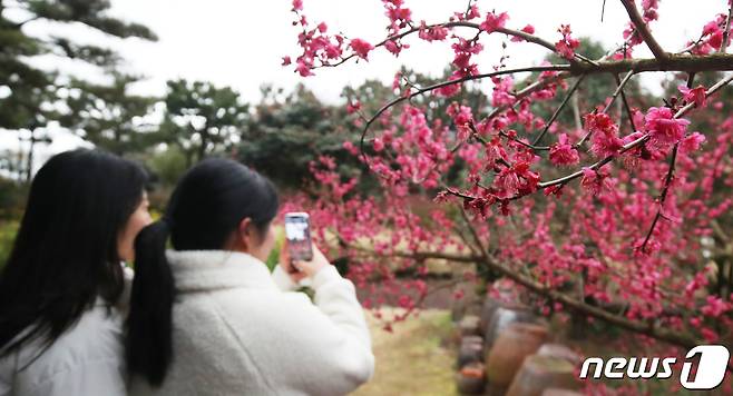 2일 오후 제주 서귀포시 남원읍 휴애리자연생활공원에 홍매화가 만개해 다가오는 봄 정취를 자아내고 있다. 2024.2.2/뉴스1 ⓒ News1 오현지 기자