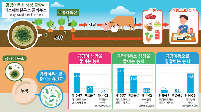 식품연 연구팀이 전통 누룩에서 곰팡이독소를 줄이는 양조 미생물을 찾아냈다. 식품연 제공.