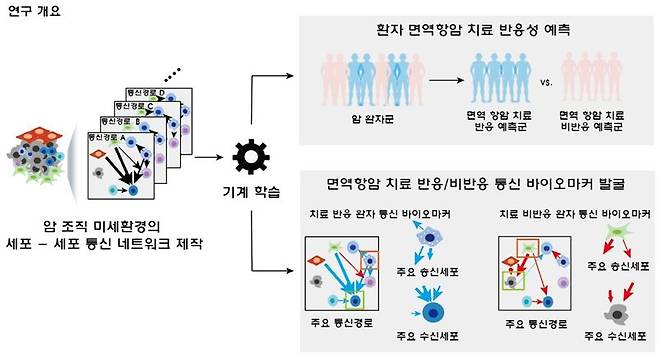 세포 간 통신 네트워크에 기반한 면역항암제 치료 반응을 예측하기 위한 바이오마커 발굴 인공지능 개발 모식도. POSTECH 제공