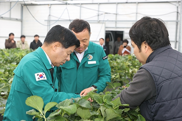 이상근 경상남도 고성군수가 5일 관내 귀농귀촌 농업인이 운영하는 딸기 시설하우스를 둘러보고 있다. [사진=경상남도 고성군]