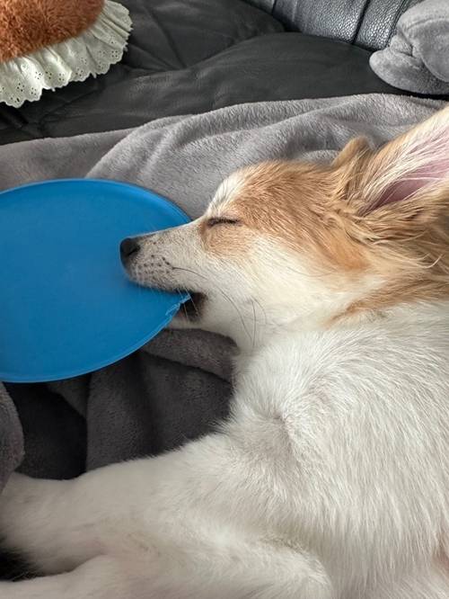 정유지가 펫터뷰를 통해 반려견을 소개했다. 사진=정유지