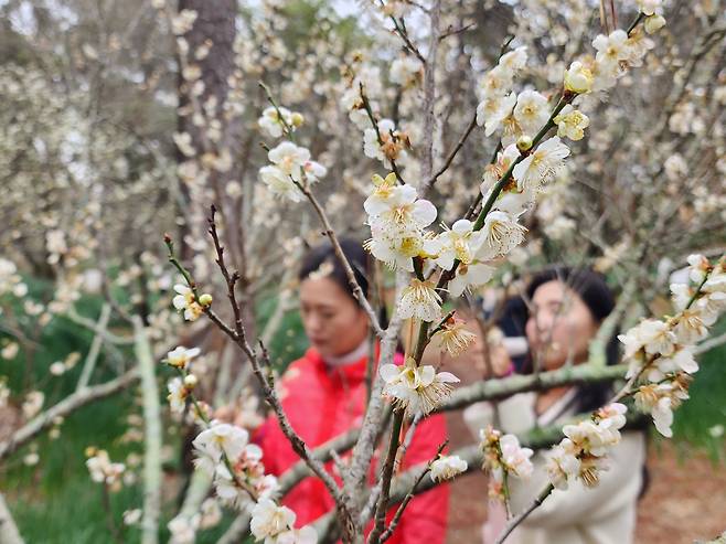 한림공원 매화