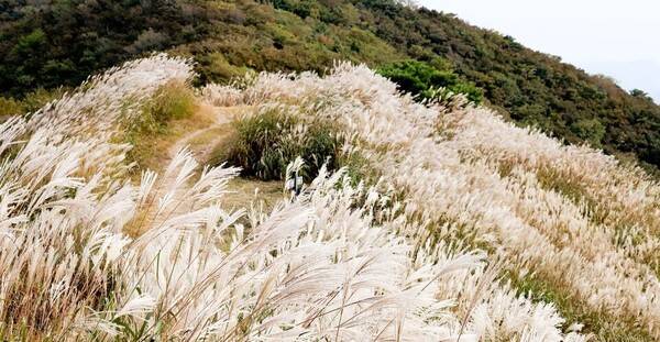 홍성 가볼한한곳 추천 / 온라인 커뮤니티