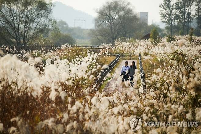 경남 김해시 화포천습지생태공원 [김해시 제공. 재판매 및 DB 금지]