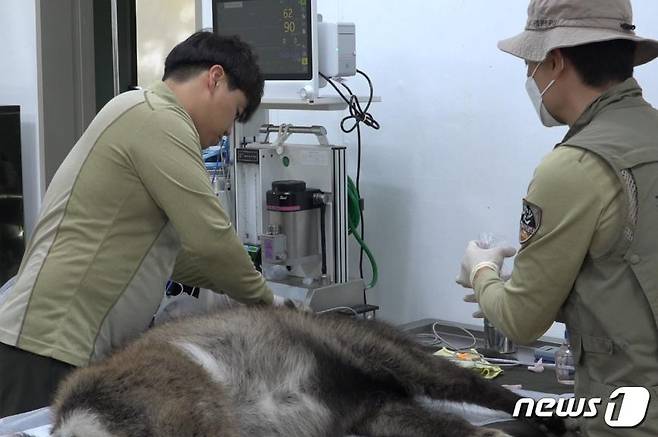 폭설·강추위에 탈진한 산양 치료 .(국립공원공단 제공) 2024.2.7/뉴스1