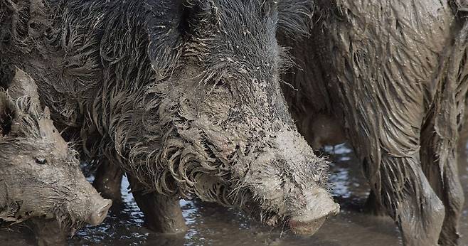 멧돼지가 물을 들이켜고 있다. 멧돼지가 몸을 뒹구는 웅덩이는 퇴적물에 의한 부영양화로 다른 동물들이 치명적 피해를 입는다./Mississippi Wildlife, Fisheries & Parks
