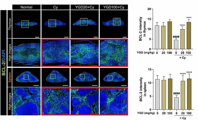 육공단 투여량에 따라 흉선과 비장에서 면역세포 사멸을 억제하는 BCL-2단백질(초록색)의 발현 강도가 증가했다. /자료=김현성 박사 연구팀