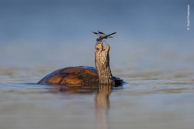 ‘행복한 거북’(Happy Turtle)은 바닷새를 촬영하던 작가가 얕은 물 속을 걷고 있는 발칸연못거북을 발견했는데, 때마침 거북의 코에 잠자리가 내려앉아 이 장면을 촬영했다. 차히 핀켈슈타인/런던자연사박물관 제공