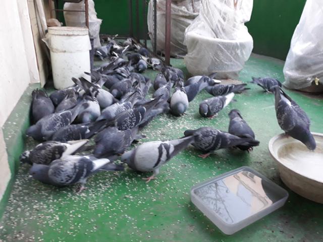 서울 강동구에 사는 우모씨의 옥상에 모여든 비둘기의 모습. 우씨는 15년째 비둘기와 참새를 위해 밥과 물을 주고 있다. 우모씨 제공