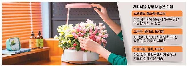 고객이 교원웰스의 꽃모종 정기구독 상품 '플로린'을 이용해 꽃을 기르고 있다.  교원웰스