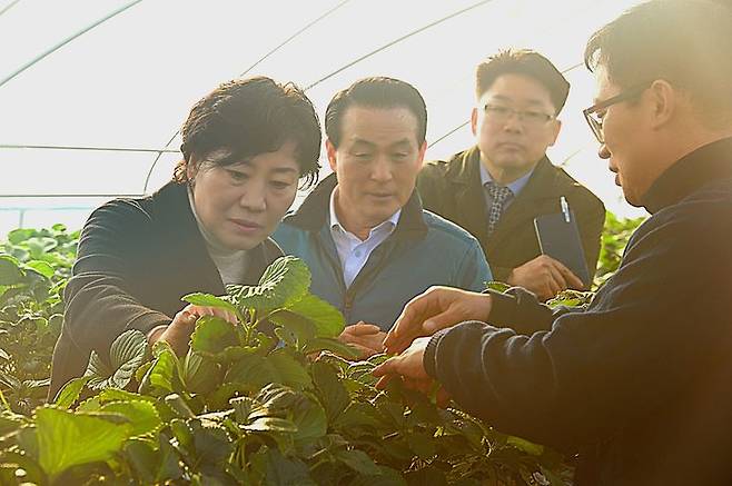 [논산=뉴시스]송미령 농식품부 장관이 8일 부적면 스마트팜 솔루션 도입 딸기농가에서 딸기 생육을 살펴보고 있다. (사진=논산시 제공) 2024. 02. 08  *재판매 및 DB 금지