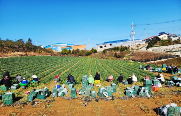 진도 시금치 으뜸초를 수확하고 있다. 진도군 제공