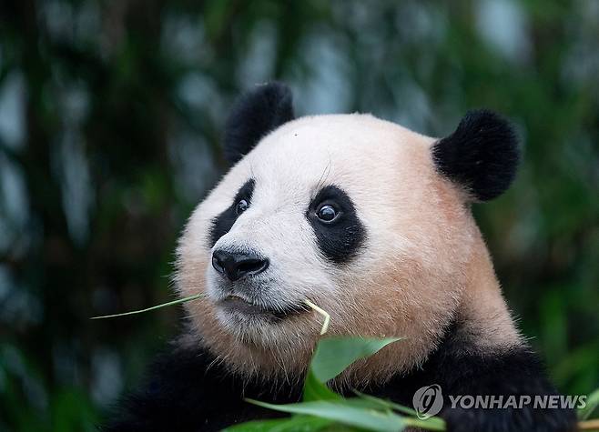 에버랜드 '푸바오' 4월 초 중국 이동 (서울=연합뉴스) 에버랜드는 자이언트 판다 푸바오의 이동 일정과 장소를 지난달 23일 홈페이지와 소셜미디어를 통해 공지했다.
    푸바오는 올해 4월 초 중국 쓰촨성에 위치한 자이언트판다보전연구센터로 이동할 예정이다. 사진은 에버랜드 판다 푸바오. 2024.1.23 [삼성물산 제공. 재판매 및 DB 금지] photo@yna.co.kr