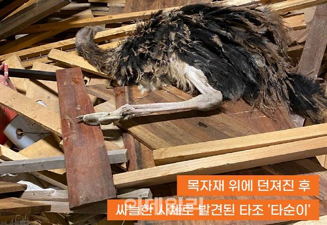 문제가 된 서울시 마포구 한 동물카페에서 발견된 동물 사체들. (사진=동물자유연대)