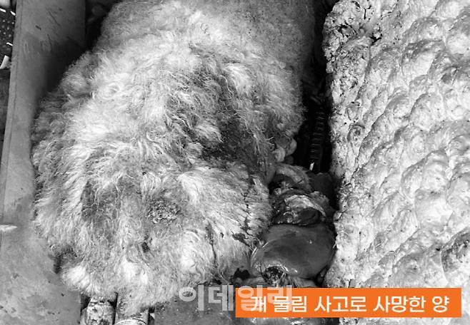 문제가 된 서울시 마포구 한 동물카페에서 발견된 동물 사체들. (사진=동물자유연대)