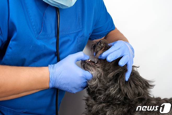 동물병원에서 치료를 받고 있는 강아지(사진 이미지투데이) ⓒ 뉴스1
