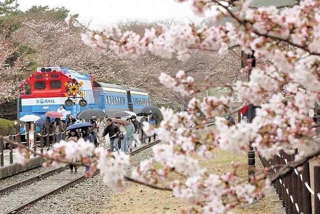 지난해 3월 24일 국내 대표적 벚꽃 축제인 경남 창원시 ‘진해군항제’ 개막을 하루 앞두고 진해구 경화역에서 관광객들이 벚꽃을 구경하고 있다. /김동환 기자