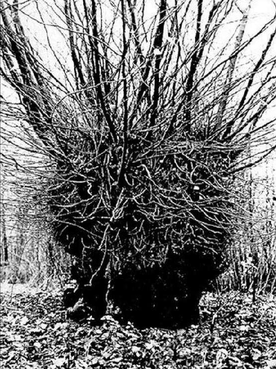'벨라'가 발견된 영국 웨스트미들랜즈주 해글리 숲의 느릅나무. 속이 비어 있는 나무였다. 버밍엄메일 제공