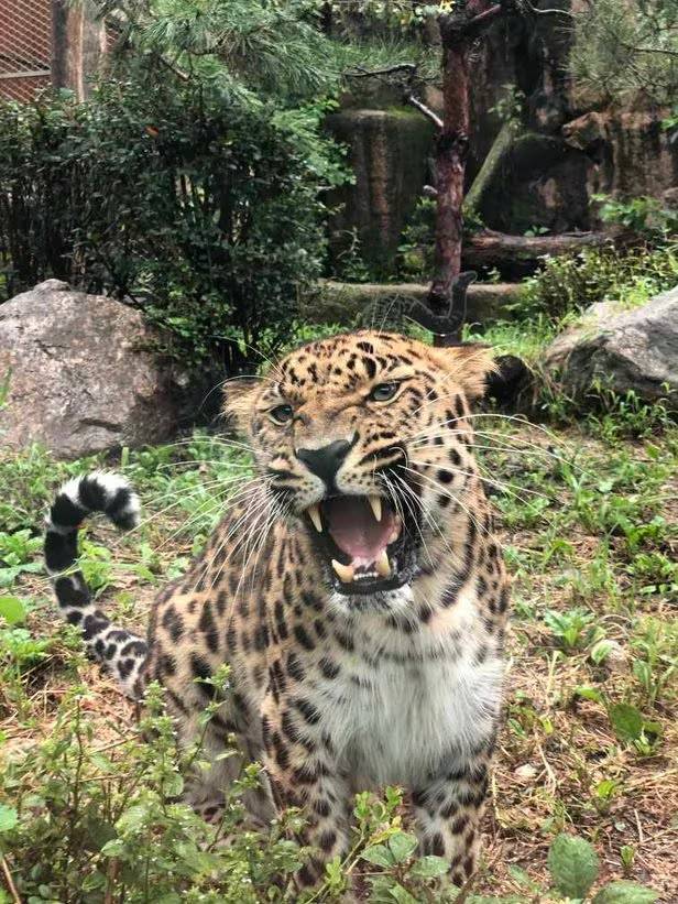 A male Amur leopard at Seoul Zoo (Seoul Grand Park)