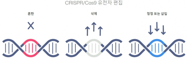 크리스퍼 캐스나인의 편집 방법. /그래픽=크리스퍼테라퓨틱스