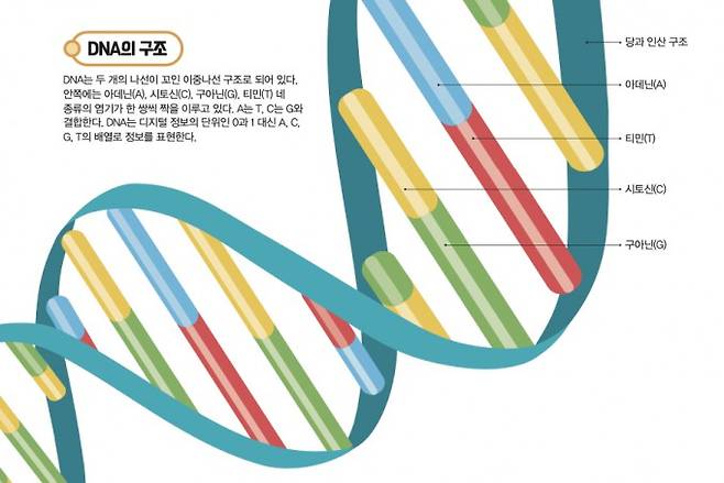 DNA의 구조. 게티이미지뱅크, 어린이과학동아 제공