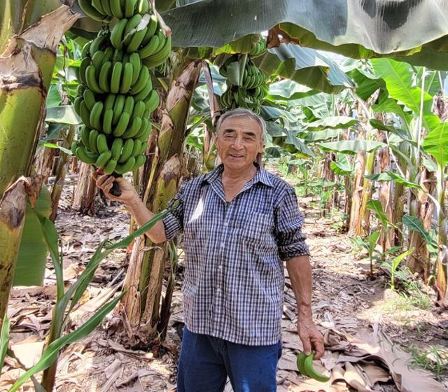 전남 해남군 옥천면 월평리에서 무농약 바나나를 재배하는 정수섭(75)씨가 시설하우스에서 탐스럽게 달린 바나나를 선보이고 있다. 전남도 제공