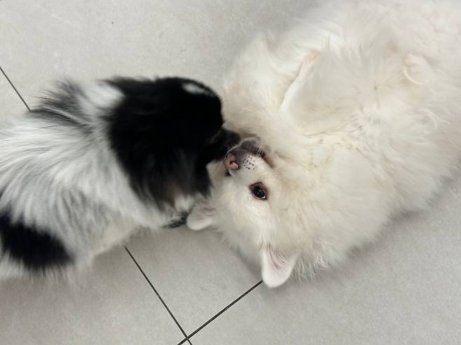 강아지들끼리 어울리는 모습./구동완 기자