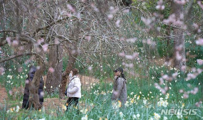 [제주=뉴시스] 우장호 기자 = 설 연휴 첫째 날인 9일 오전 제주시 한림읍 한림공원에 수선화와 매화가 활짝 피어나 관광객들의 시선을 사로 잡고 있다. 2024.02.09. woo1223@newsis.com