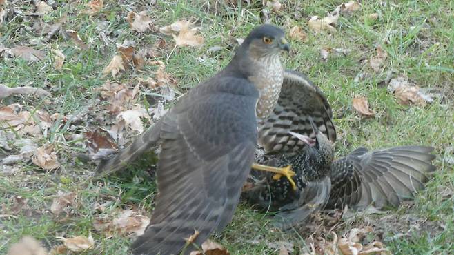 줄무늬새매에게 사냥당한 찌르레기가 탈출하기 위해 안간힘을 쓰고 있다./CornellLab Project FeederWatch