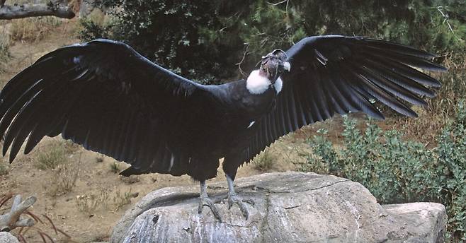 지상최대의 맹금류로 알려진 안데스 콘도르. 그러나 여느 맹금류보다 발톱과 부리가 무딘 편이어서 사냥을 하지 않고 사체를 찾아 먹는다./San Diego Zoo