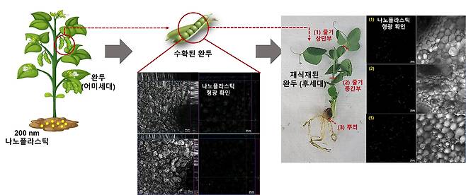 안윤주 건국대 환경보건과학과 교수 연구팀이 완두를 이용해 발견한 식물 미세플라스틱 이동./한국연구재단