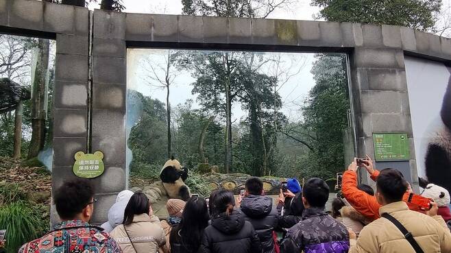지난 4일 중국 쓰촨성 야안시 중국판다보호연구센터 야안비평사 기지의 우리에서 관람객들이 판다 샹샹을 보고 있다. 야안/최현준 특파원