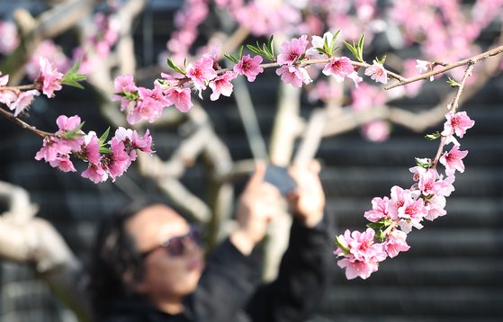 포근한 날씨를 보인 13일 경북 경산시의 한 복숭아 하우스에 복사꽃이 만개해 있다. 연합뉴스