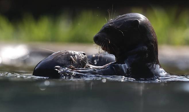 13일 콜롬비아 칼리 동물원이 최근 태어난 새끼 수달을 공개했다. EPA 연합뉴스