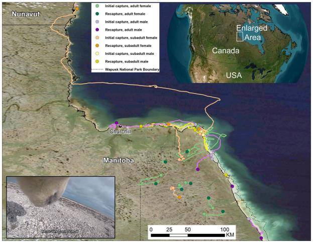 카메라·GPS 추적기를 부착한 북극곰의 움직임 지도. Nature Communications/Anthony Pagano et al. 제공.