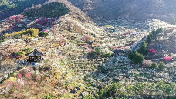 제23회 광양매화축제가 3월 8일부터 17일까지 다압면 매화마을 일원에서 열린다.