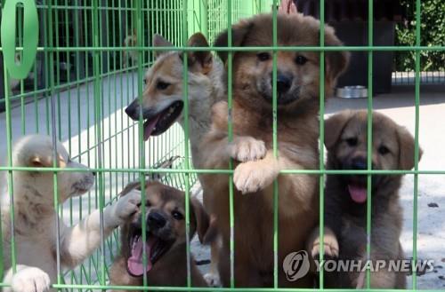 임시 보호시설 유기견. [연합뉴스 자료 사진]