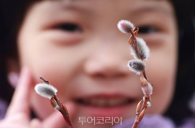 ​15일 경남 함양군 마천면 한 하천에서 버들강아지가 수줍게 꽃망울을 터뜨린 모습을 보고 웃고 있는 아이 /사진-함양군​