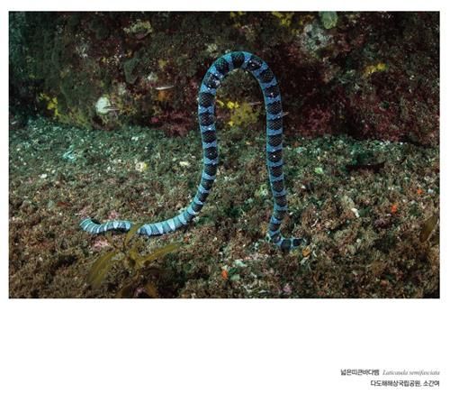 국립공원공단 '함께 해(海) 국립공원 온라인 화보집'에 실린 넓은띠큰바다뱀. [사진출처=국립공원공단 제공]