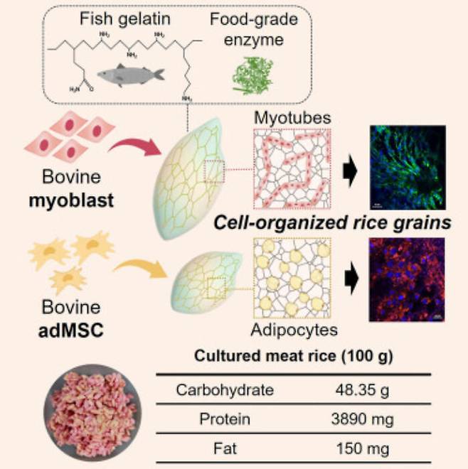 '쇠고기 쌀'을 만드는 과정을 도형화한 모습. 생선 젤라틴으로 코팅한 쌀에 소의 근육과 지방 줄기세포를 뿌려 쇠고기 쌀을 만든다.