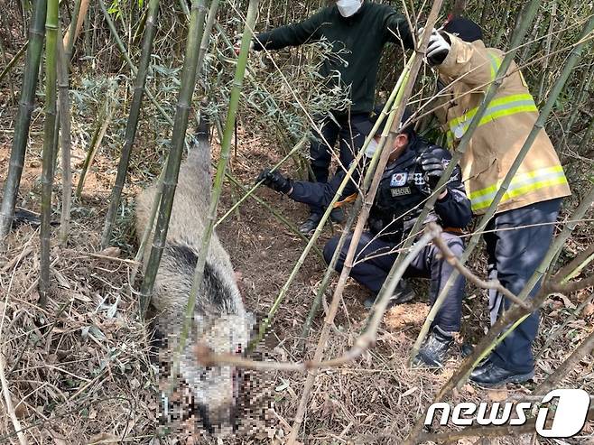 전남 여수소방서 소방관들이 도심 인근 야산에 나타난 멧돼지를 포획하고 있다.(여수소방서 제공)/뉴스1 ⓒ News1 지정운 기자