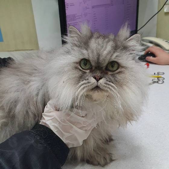 고 박수훈 소방교가 아끼던 회색 고양이, 두부./사진=팅커벨프로젝트