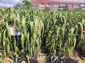 농촌진흥청이 지속적인 반환노력으로 국내에 다시 모습을 나타낸 조품종 삼다철 [농촌진흥청 제공]