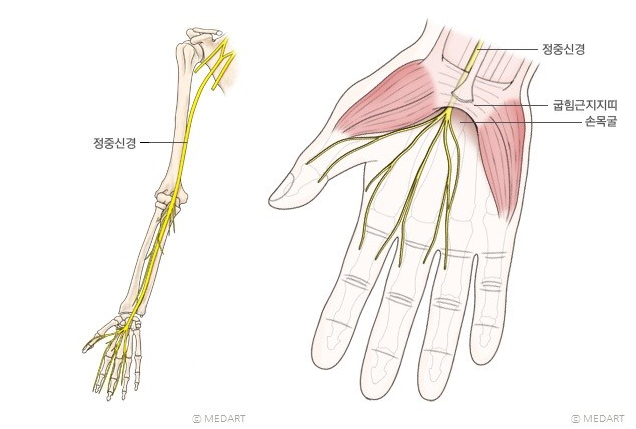손목 정중신경 위치 / 출처: 네이버 지식백과