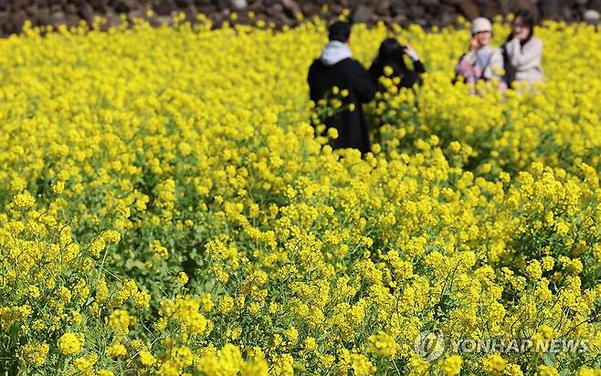 봄 향기 '물씬'…유채꽃 만발한 제주 (서귀포=연합뉴스) 박지호 기자 = 16일 오전 제주 서귀포시 안덕면 사계리 일대에 유채꽃이 활짝 피어 관광객의 시선을 사로잡고 있다. 2024.2.16 jihopark@yna.co.kr