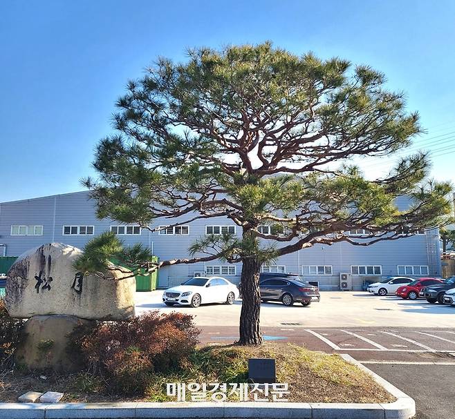 경남 양산에 위치한 ‘송월’ 본사에서 자태를 뽐내고 있는 소나무. 수건 제조 명가 ‘송월’은 달빛을 품은 소나무라는 의미를 담고 있다. <사진=신수현 기자>